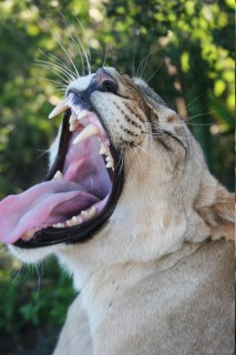 Junge Löwin im Addo Elephant Nationalpark