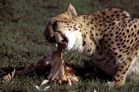 Cheetah / Gepard