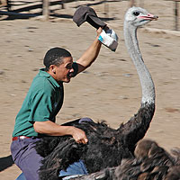 Ostrich Riding